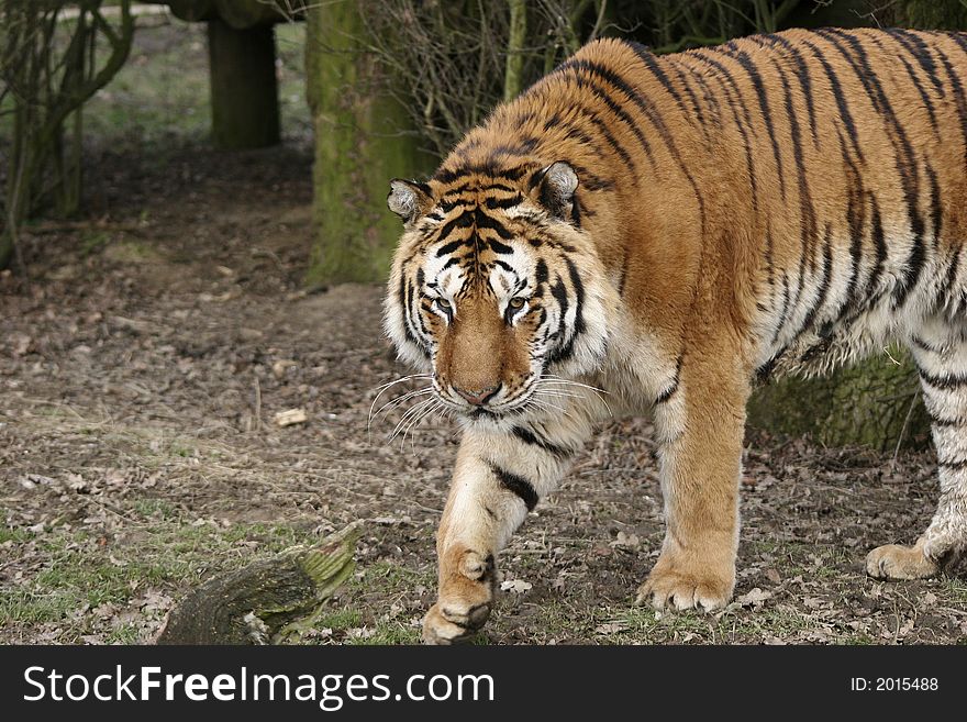 This superb Bengal Tiger was photographed at the Wildlife Heritage Foundation in the UK. The WHF is a conservation breeding programme for big cats. This superb Bengal Tiger was photographed at the Wildlife Heritage Foundation in the UK. The WHF is a conservation breeding programme for big cats.