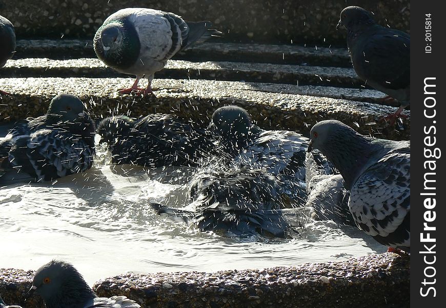 Birds bathing in a public fountain. Birds bathing in a public fountain