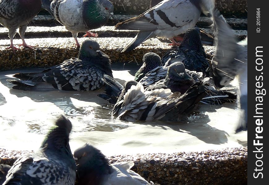 Birds bathing in a public fountain. Birds bathing in a public fountain