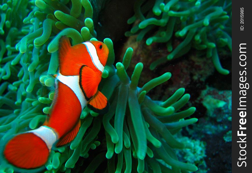 This is a photo of a clown fish underwater on a scuba diving ecotourism adventure. This is a photo of a clown fish underwater on a scuba diving ecotourism adventure