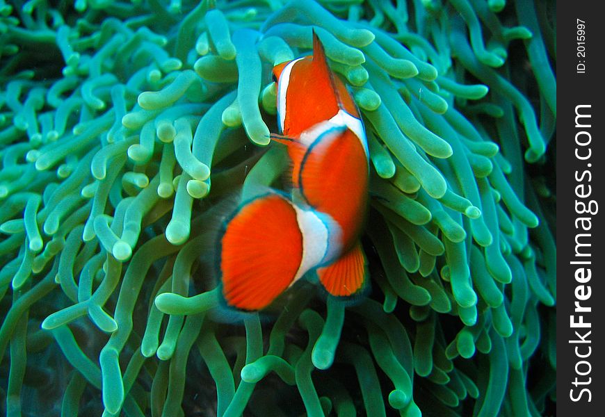 This is a photo of a clown fish underwater on a scuba diving ecotourism adventure. This is a photo of a clown fish underwater on a scuba diving ecotourism adventure