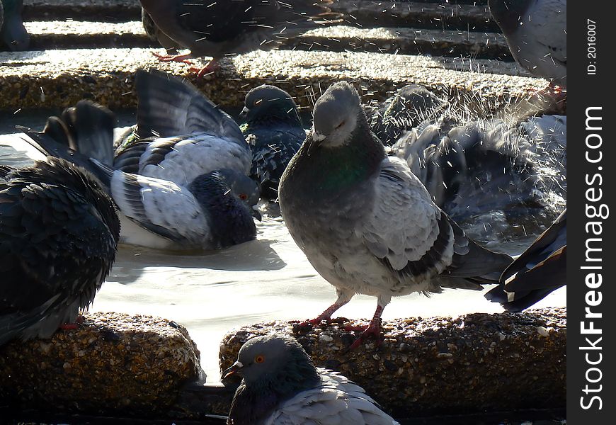 Pigeon Bath 6