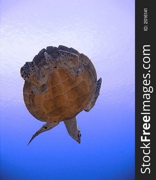 Photo of an endangered hawksbill sea turtle. Photo of an endangered hawksbill sea turtle