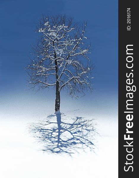 Lonely Tree In Winter