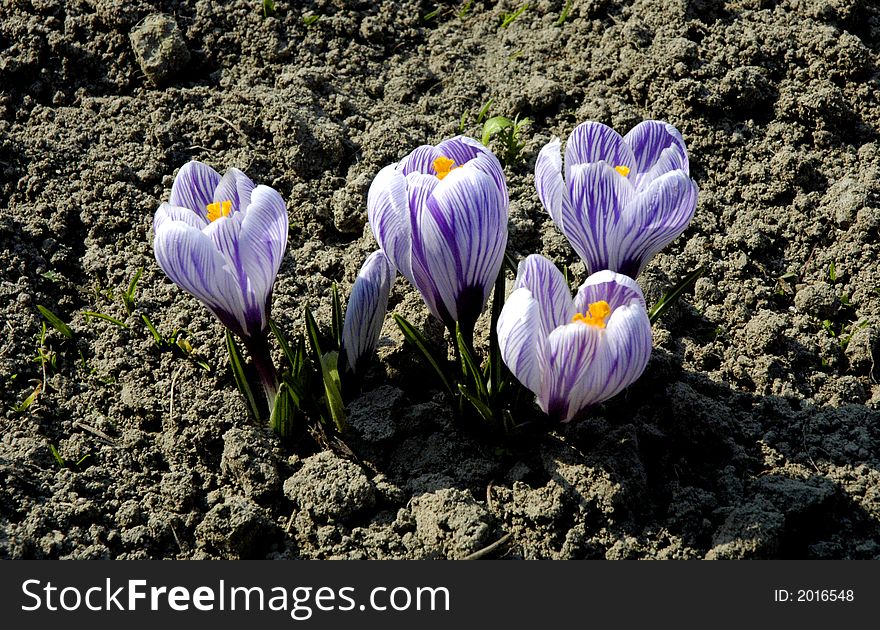 Colorful crocuses, first spring flowers