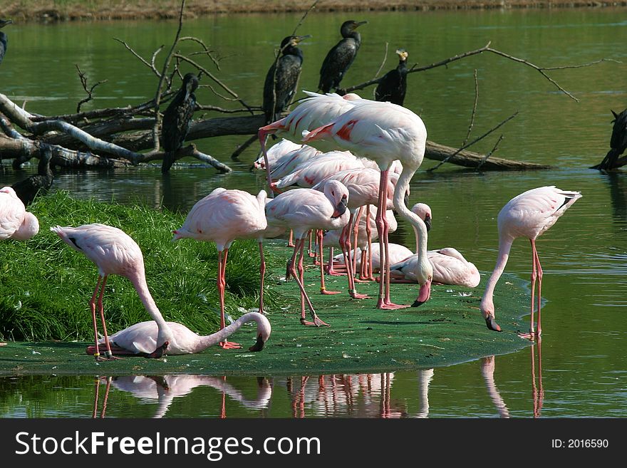 Group of flamingos resting on an artificial island in a zoo