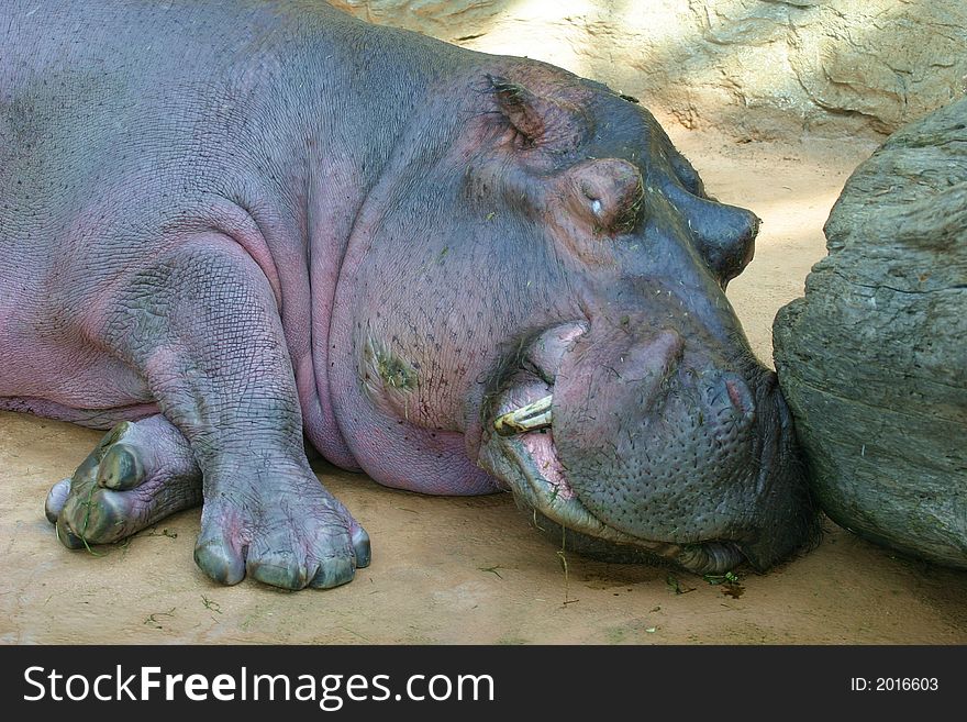 Hippo relaxing in the shade of some rocks