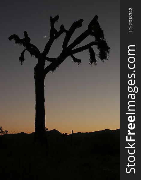 Joshua Tree National Park, silhouette; California