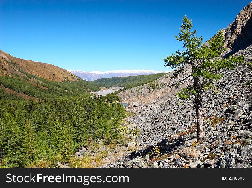 Larch, Mountains And Blue Sky.