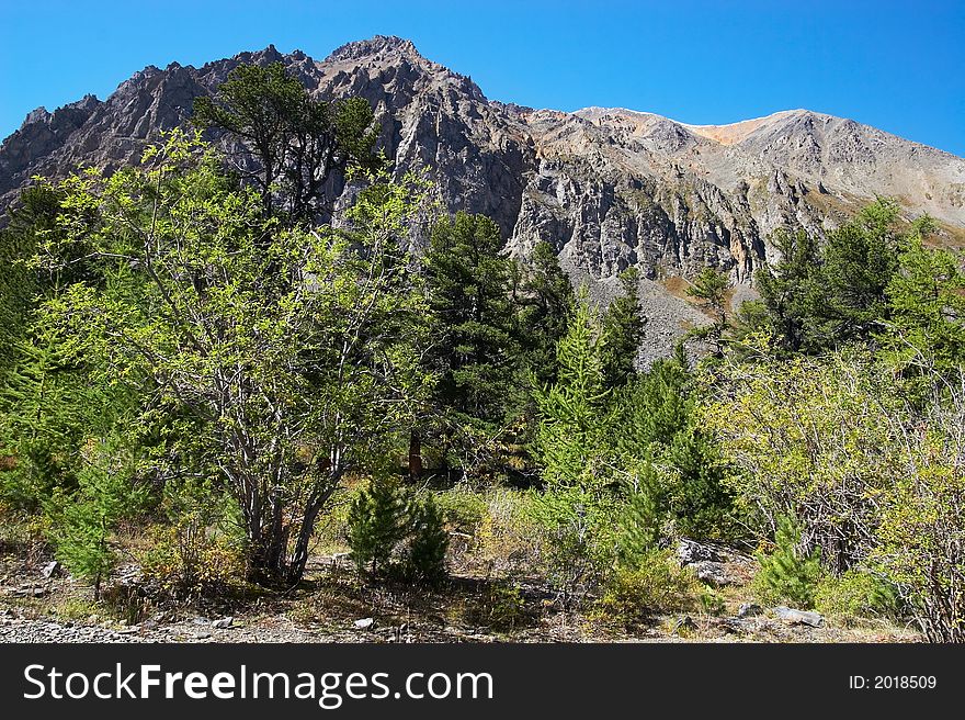 Larch, mountains and blue sky.