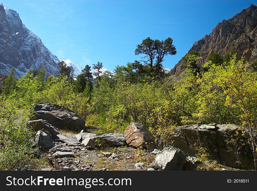 Larch, Mountains And Blue Sky.