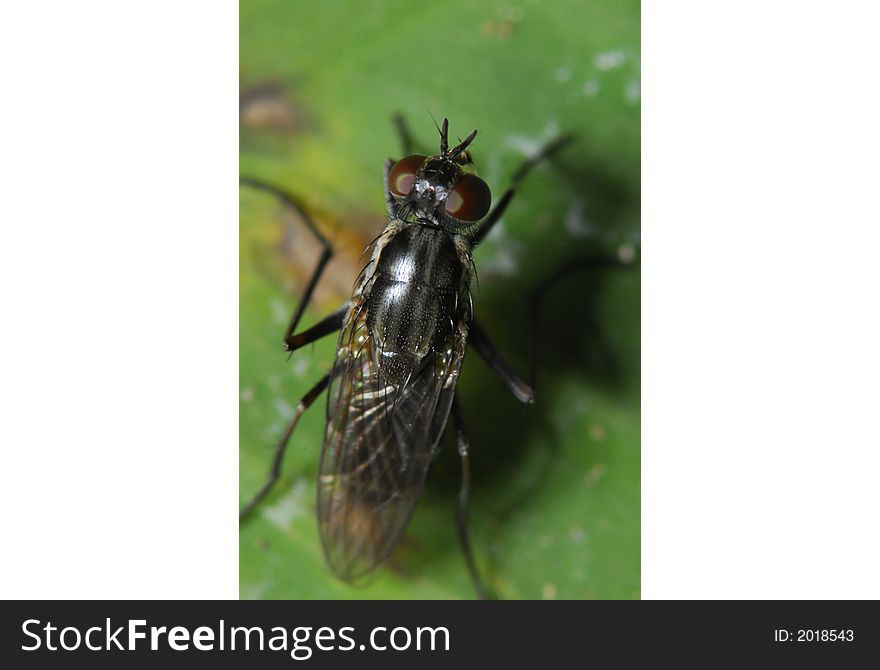 A housefly in the gardens