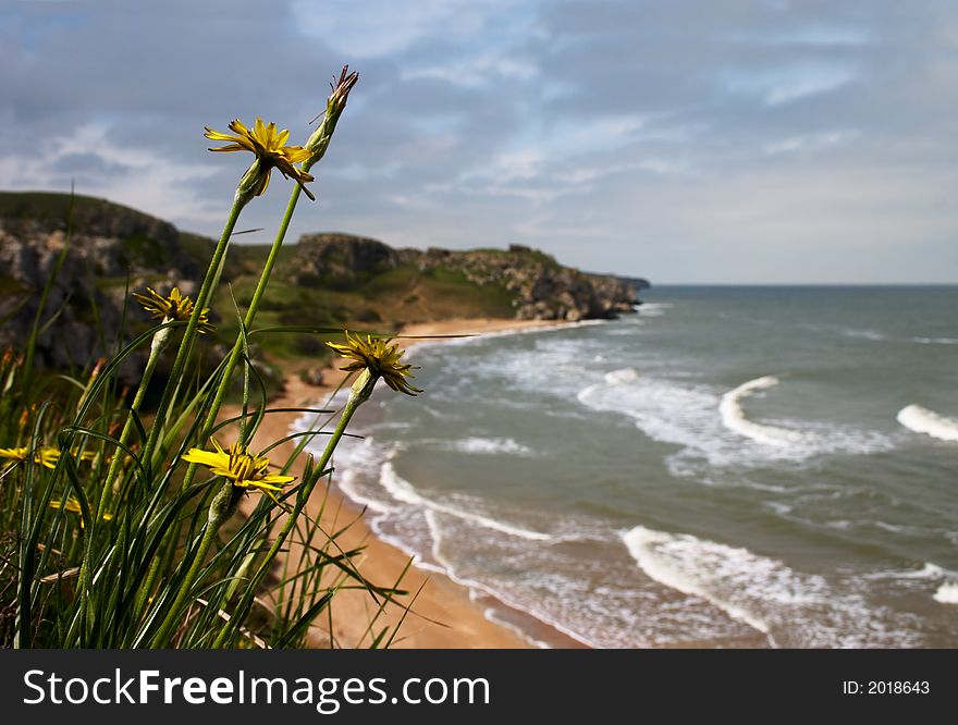 Yellow flower on the precipice over the sea