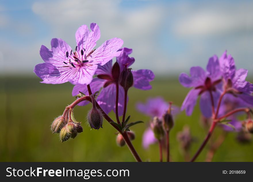 Wild lilac flower blooming on the meadow. Wild lilac flower blooming on the meadow