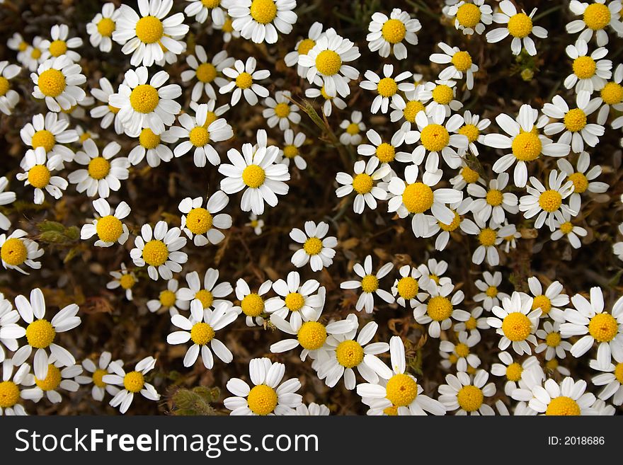 Group of white chamomile flowers. Group of white chamomile flowers