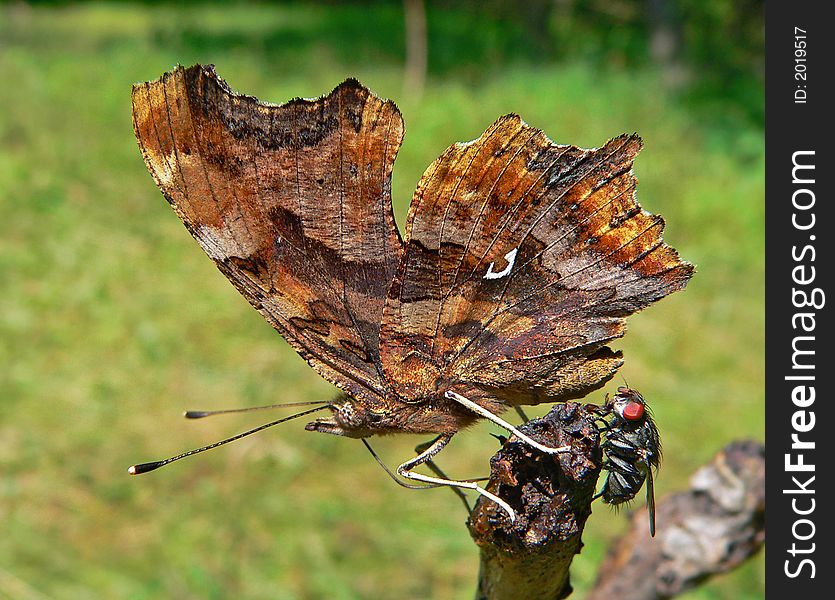 Butterfly Vanessa C-white (Poligonia C-album)