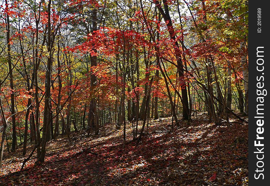 Landscape in far-eastern taiga. Maples with purple-red leaves. Cover of leaves on a ground. Russian Far East, Primorye. Landscape in far-eastern taiga. Maples with purple-red leaves. Cover of leaves on a ground. Russian Far East, Primorye.