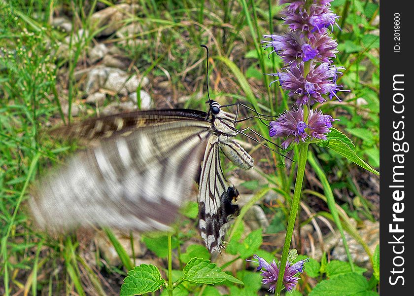 Butterfly Swallowtail (Papilio Xuthus)