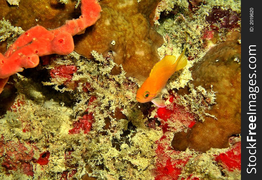 Little female anthias wandering on a tropical reef. Little female anthias wandering on a tropical reef