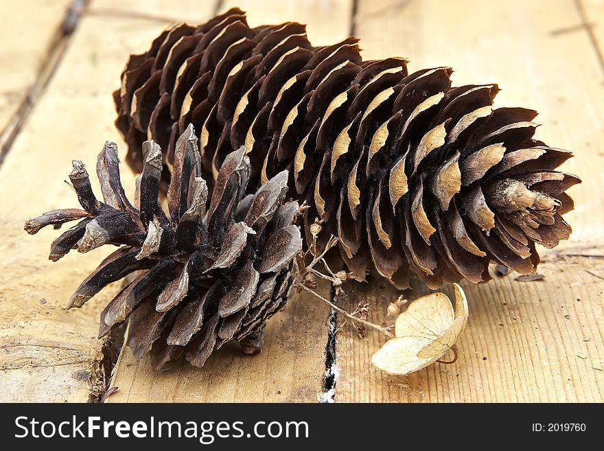 Cons fur-trees and pines-autumn  still-life on the table of  country house