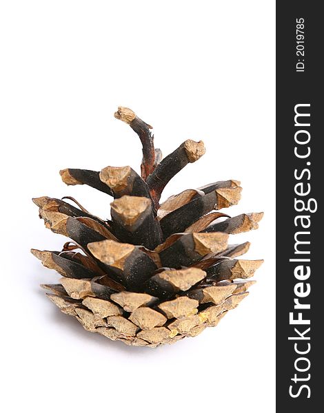 Pine cone