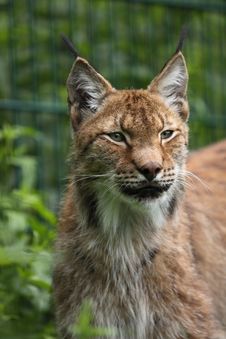Siberian Lynx Royalty Free Stock Photo Siberian Lynx Royalty Free Stock Photo