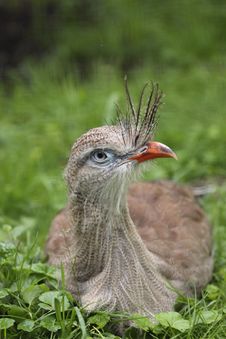 Red-legged Seriema Royalty Free Stock Image Red-legged Seriema Royalty Free Stock Image