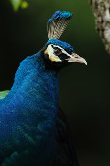 Blue Peafowl (Pavo Cristatus) Stock Photography
