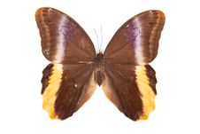 Brown And Yellow Butterfly Caligo Atreus Royalty Free Stock Photo