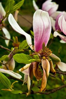 Magnolia Inside After Blooming Royalty Free Stock Photography Magnolia Inside After Blooming Royalty Free Stock Photography