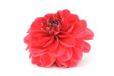 Red Dahlia Royalty Free Stock Images Red Dahlia Royalty Free Stock Images