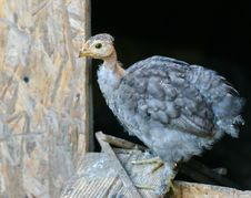 Grey Chicken In Front Of Chicken Coop Stock Photography Grey Chicken In Front Of Chicken Coop Stock Photography