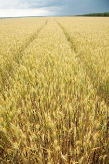 Close Up Shot Of Wheat Stalk Royalty Free Stock Photo Close Up Shot Of Wheat Stalk Royalty Free Stock Photo