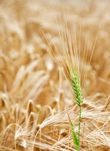 Yellow Wheat Field. Royalty Free Stock Photo Yellow Wheat Field. Royalty Free Stock Photo