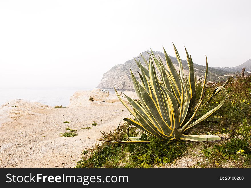 An Agave on the beach nearby Alicante