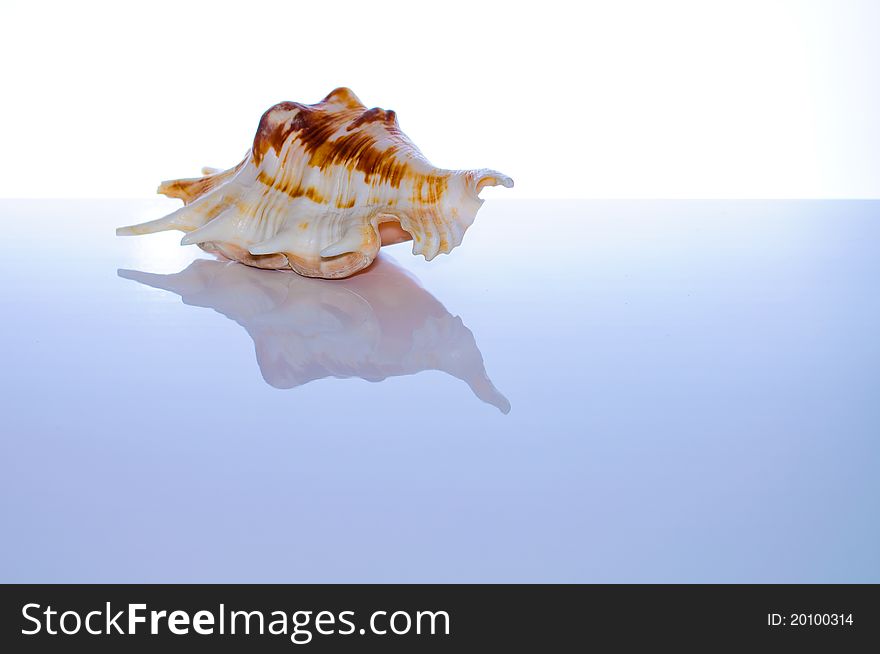 Marine coral and shells. Reflected on the table