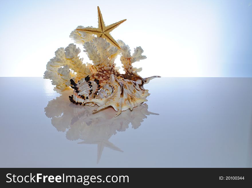 Marine coral and shells. Reflected on the table