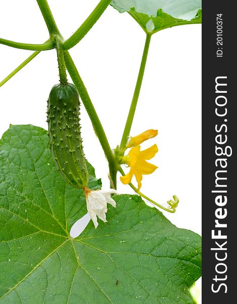 Young small cucumber on the stem. Cucumbers grow on a stalk