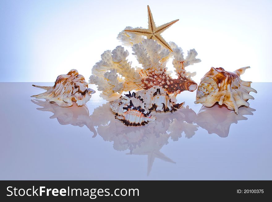 Marine coral and shells. Reflected on the table