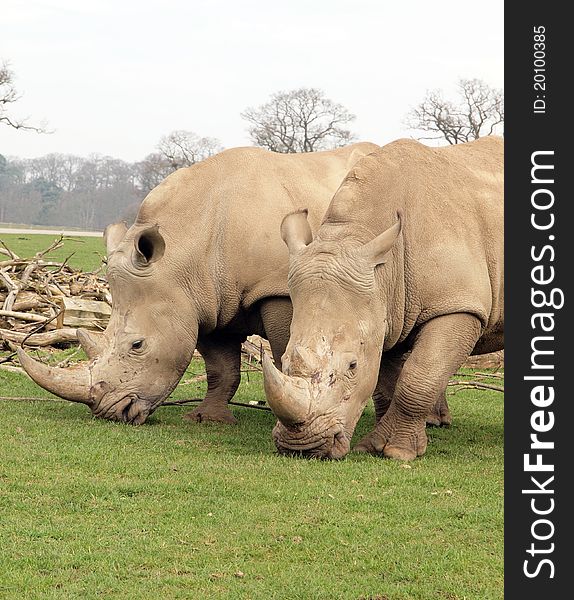 Two White Rhinos Eating