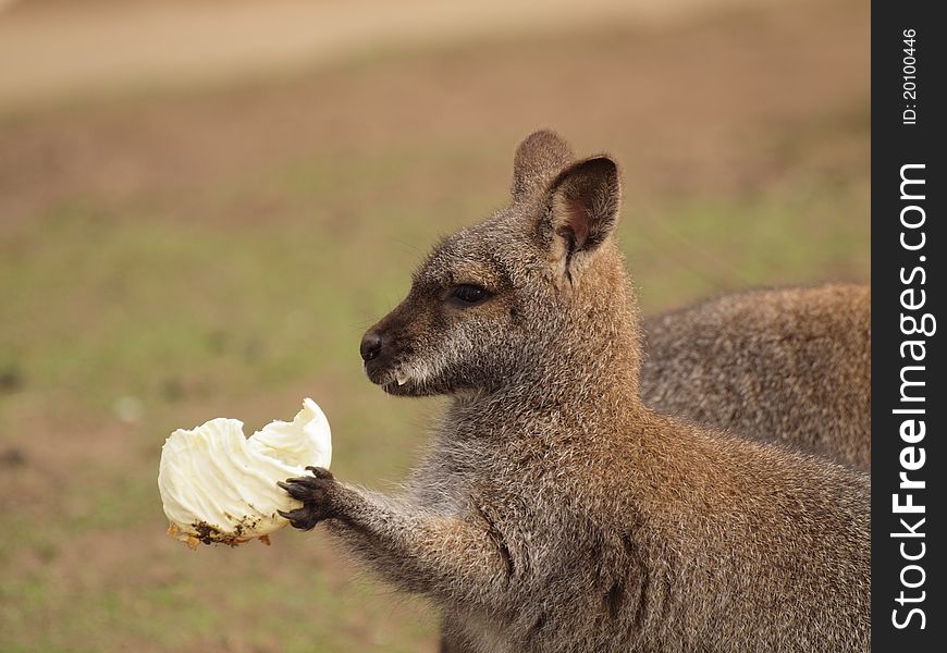 A Bennett's Wallaby eating a lettuce leaf. A Bennett's Wallaby eating a lettuce leaf.