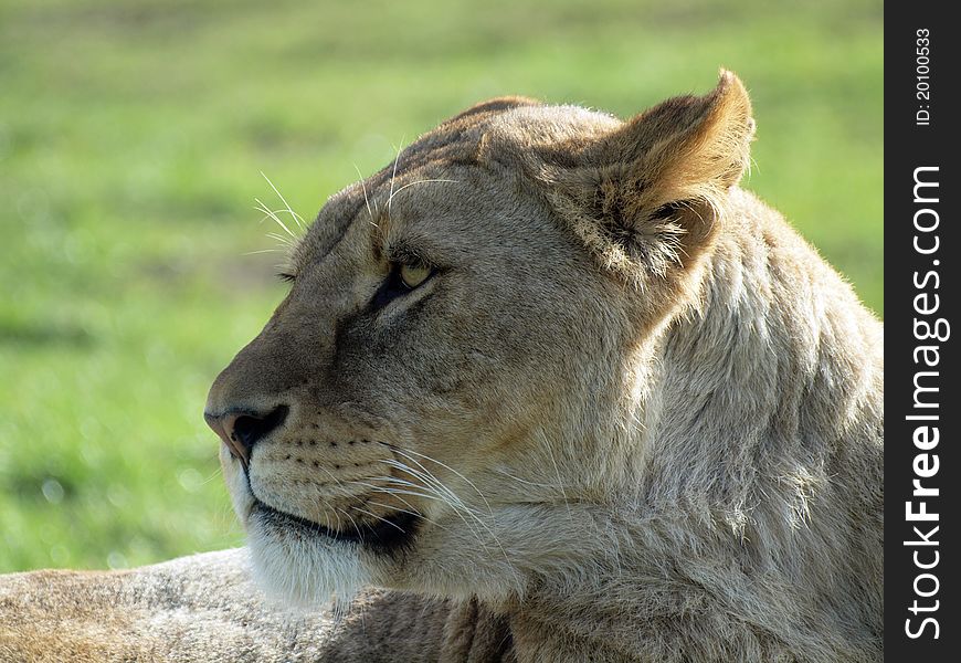 Close up portrait of an African Lion resting in the evening light. Close up portrait of an African Lion resting in the evening light.