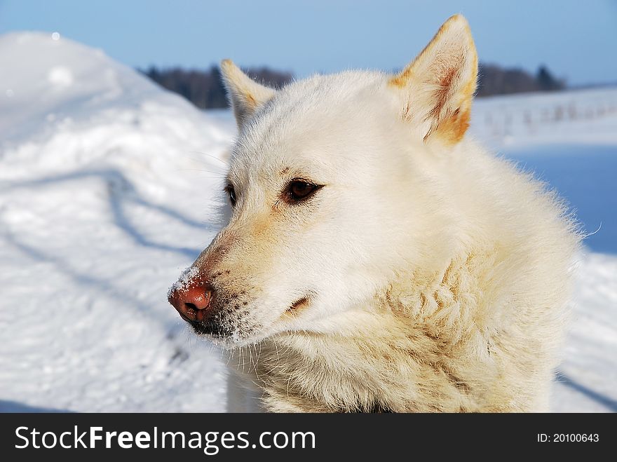 White dog winter snow covered field nose brown eyes of the jury to one side