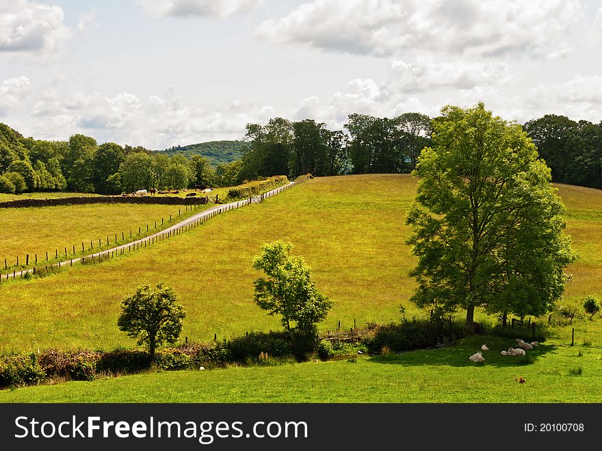 Three Trees In English Meadow.