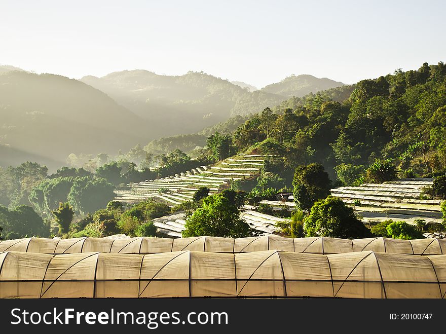 Organic Farm On The Mountain