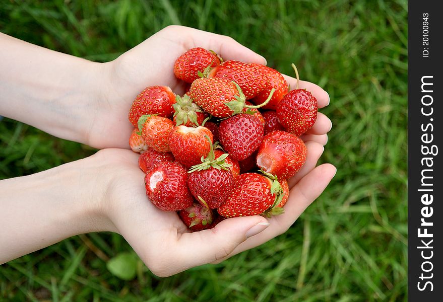 Berries a strawberry lie in female hands. Berries a strawberry lie in female hands