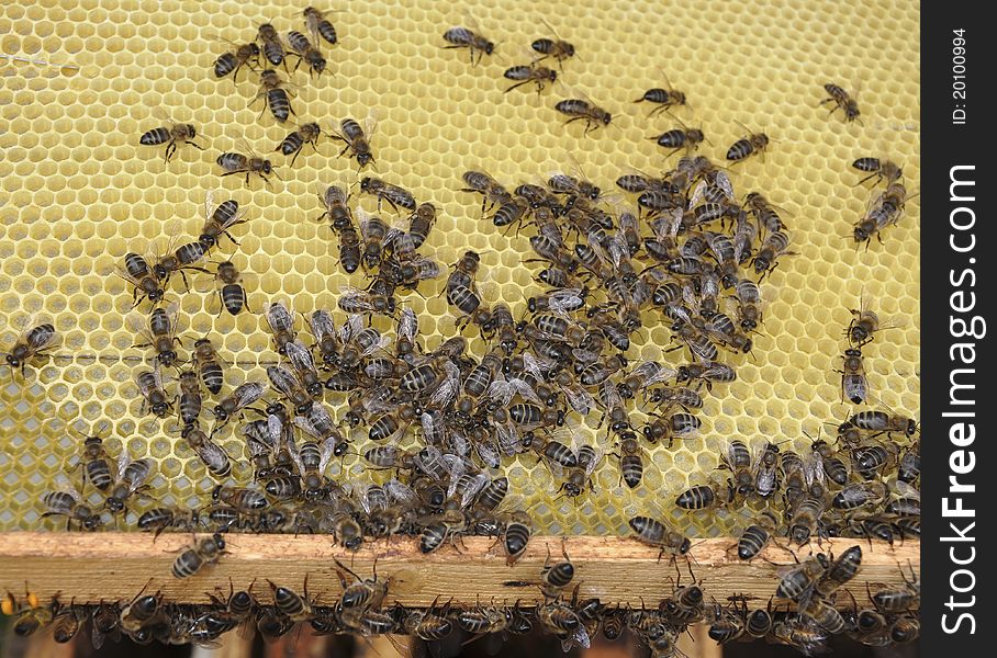 Bees creep on a framework in a beehive. Bees creep on a framework in a beehive