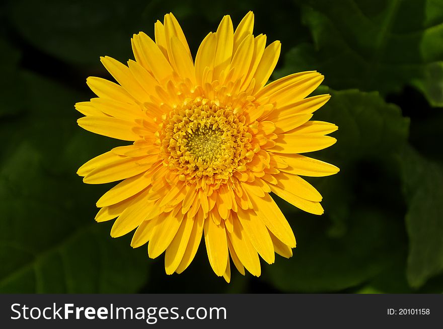 Yellow Gerbera Daisy With Leaf Background