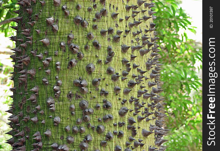 Spiky Textured Exotic Prickly Thorn Tree Bark. Spiky Textured Exotic Prickly Thorn Tree Bark