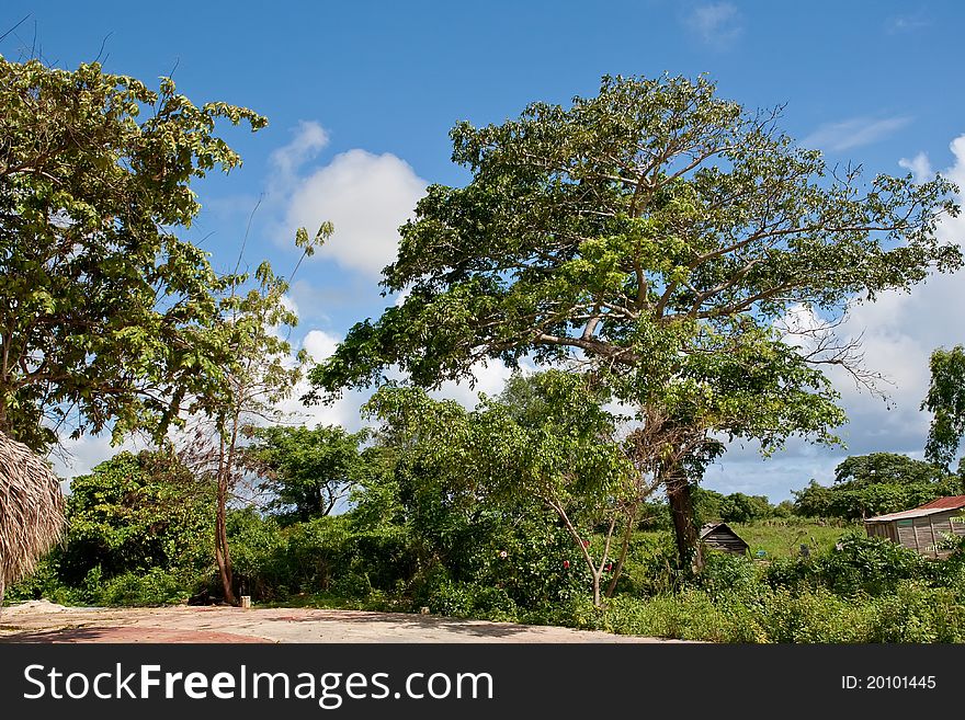 Green forest in the country under blue sky Dominican republic